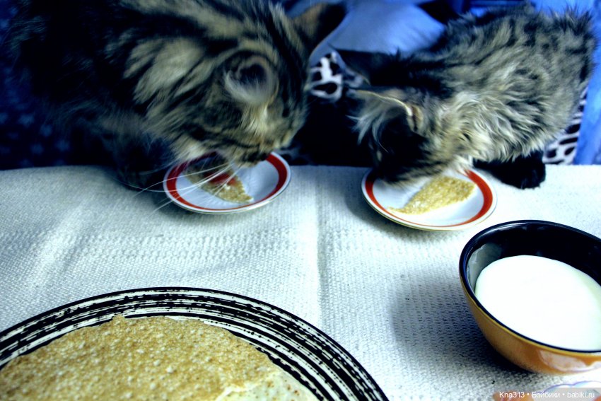 Всё коту Масленица, или у нас пополнение в семье Zwergnase