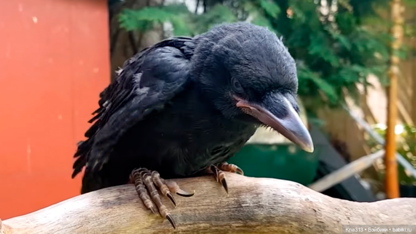 Ворон он тоже любит ласку и домашнее тепло | Бэйбики Ворон он тоже любит ласку и домашнее тепло (фото 2)