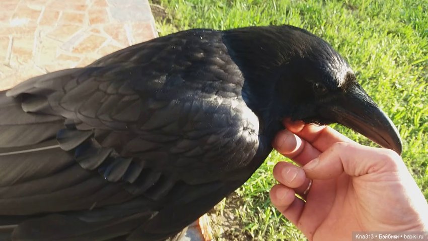 Ворон он тоже любит ласку и домашнее тепло | Бэйбики Ворон он тоже любит ласку и домашнее тепло (фото 4)