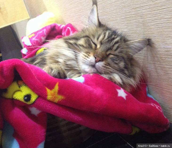 Сам ты Наташа — Болталка и разговоры обо всем: жизнь (фото 8)