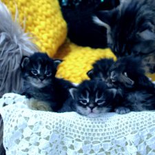 ПредРождественское чудо