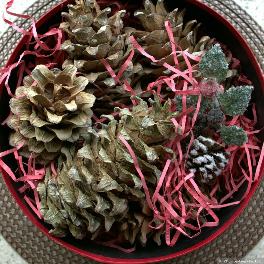 Почти лето? Шишкотопик — Красивая природа и цветы: фото пейзажей (фото 4)