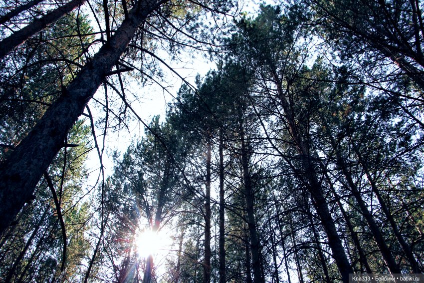 Почти лето? Шишкотопик — Красивая природа и цветы: фото пейзажей