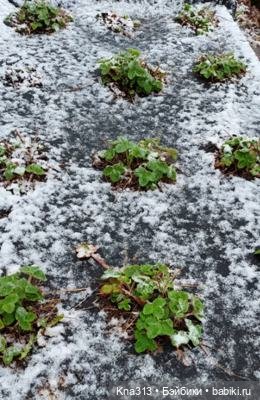 Почти лето? Шишкотопик — Красивая природа и цветы: фото пейзажей (фото 3)