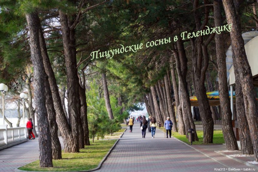 Почти лето? Шишкотопик — Красивая природа и цветы: фото пейзажей