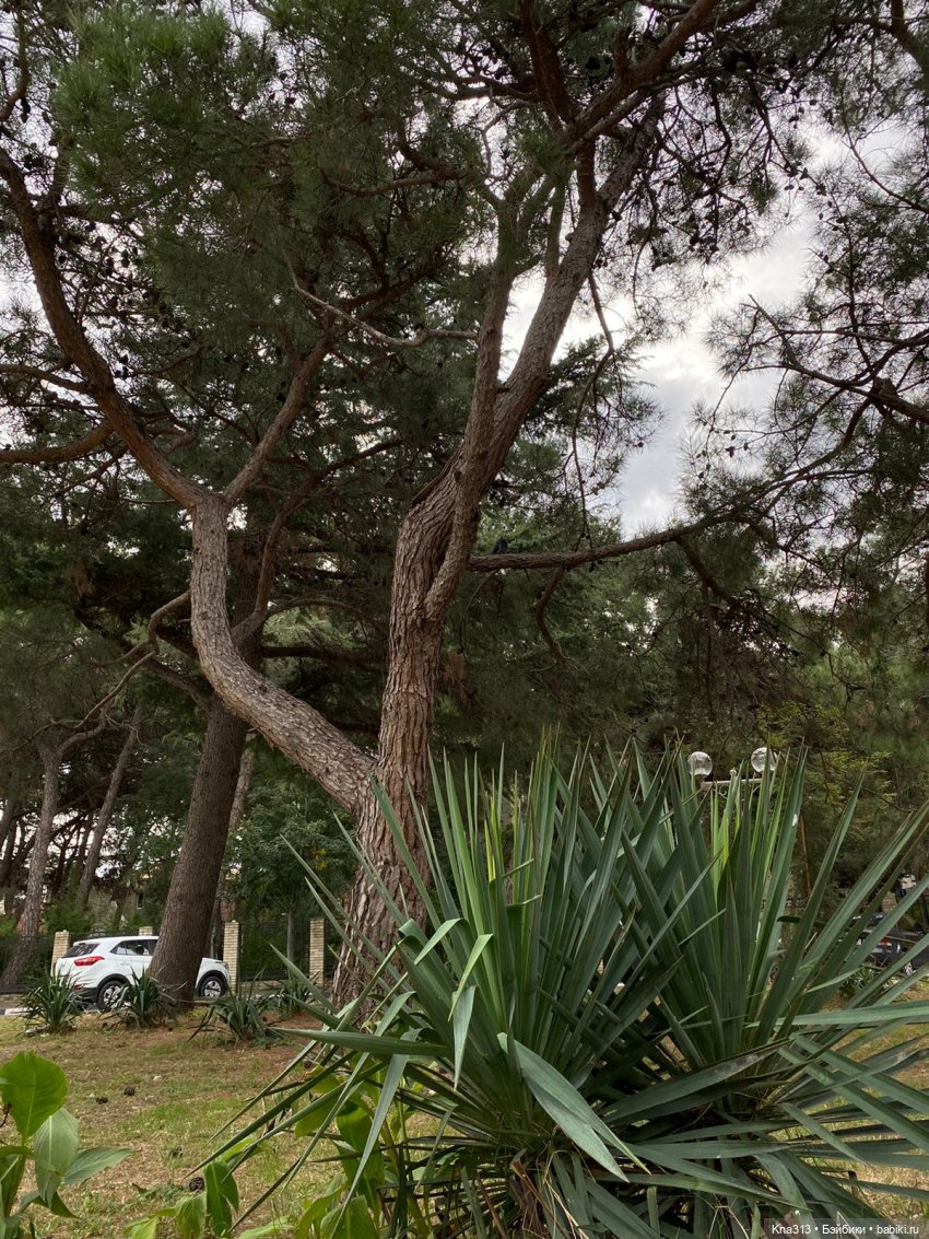 Почти лето? Шишкотопик — Красивая природа и цветы: фото пейзажей