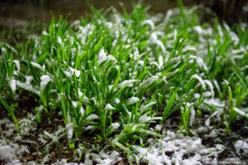 Почти лето? Шишкотопик — Красивая природа и цветы: фото пейзажей (фото 2)