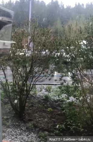 Почти лето? Шишкотопик — Красивая природа и цветы: фото пейзажей