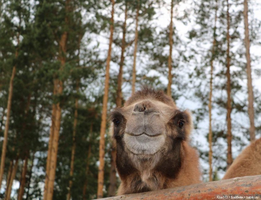 Отпуск Гнома- Майки. Продолжение 2