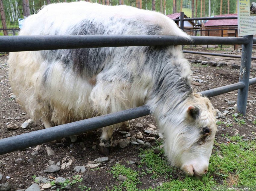 Отпуск Гнома- Майки. Продолжение 2