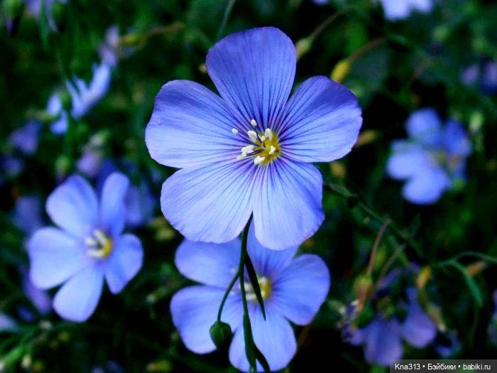 Орешка и лето — Куклы Kaye Wiggs (Кайе Виггс): авторские BJD (БЖД)