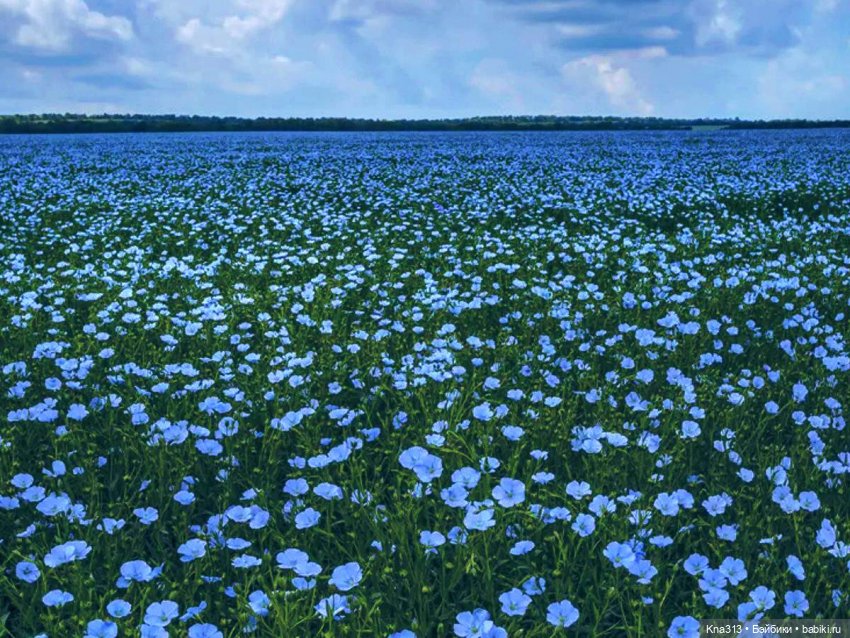 Орешка и лето — Куклы Kaye Wiggs (Кайе Виггс): авторские BJD (БЖД)