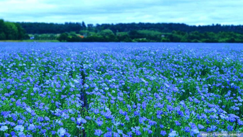 Орешка и лето — Куклы Kaye Wiggs (Кайе Виггс): авторские BJD (БЖД)