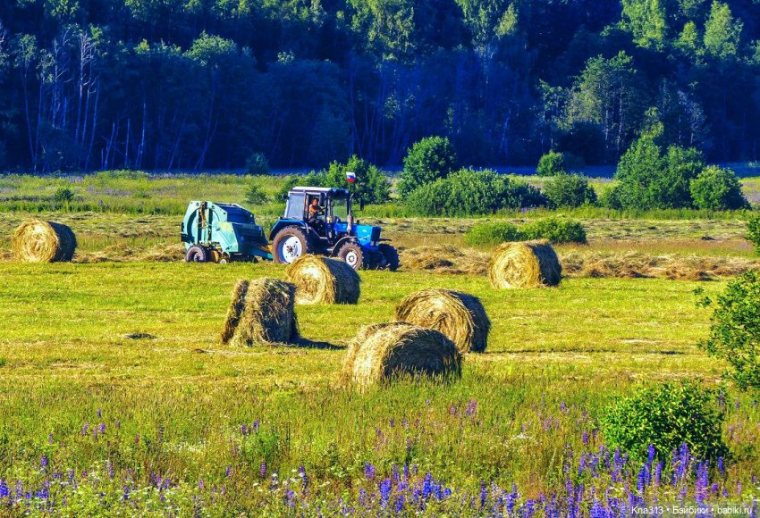 Орешка и лето — Куклы Kaye Wiggs (Кайе Виггс): авторские BJD (БЖД)