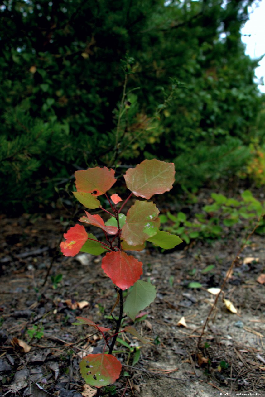 Поганки или миииилые Мухоморчики? Мы искали их в лесу