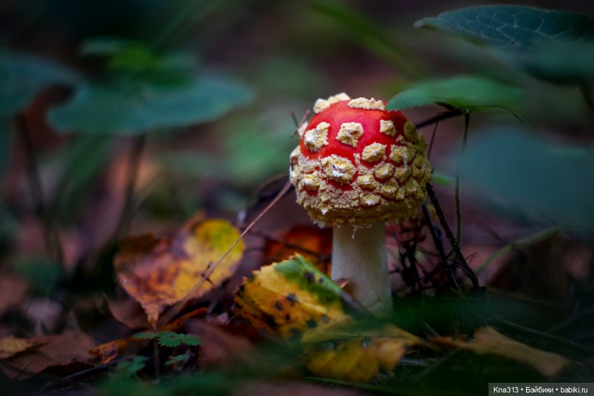 Поганки или миииилые Мухоморчики? Мы искали их в лесу