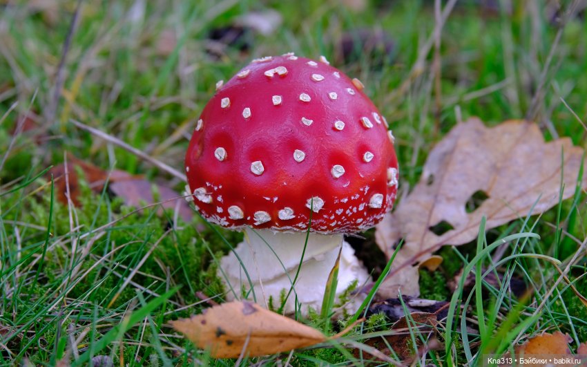 Поганки или миииилые Мухоморчики? Мы искали их в лесу