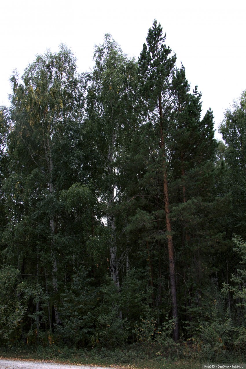 Поганки или миииилые Мухоморчики? Мы искали их в лесу