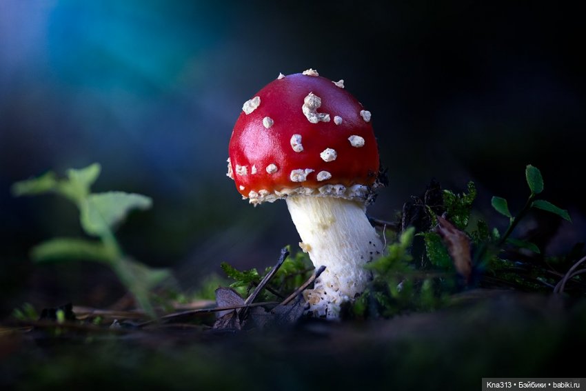 Поганки или миииилые Мухоморчики? Мы искали их в лесу