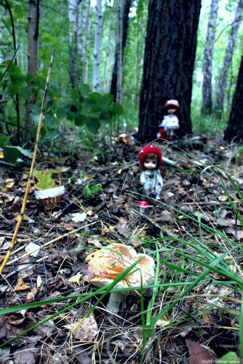 Поганки или миииилые Мухоморчики? Мы искали их в лесу (фото 7)