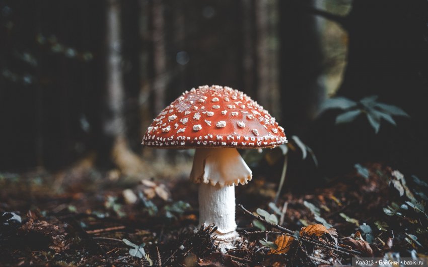 Поганки или миииилые Мухоморчики? Мы искали их в лесу