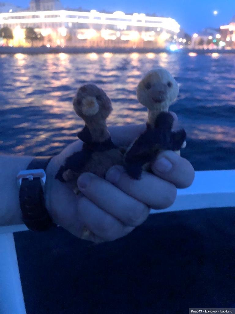 Гуси в Питере. Продолжение