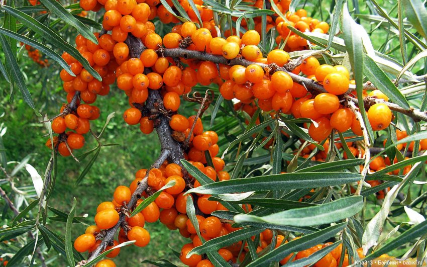 Поймали лето за хвост — Туризм и путешествия: фотоотчеты из поездок (фото 9)