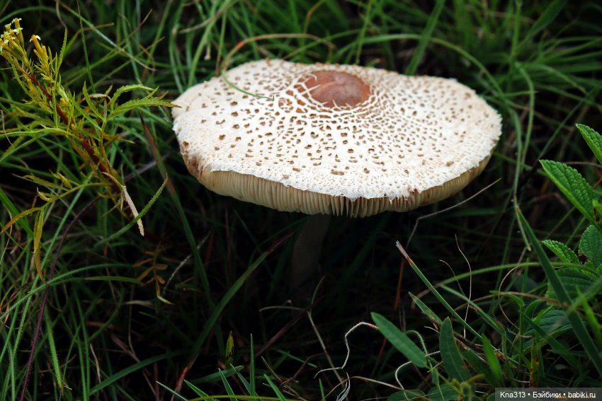 Весёлые грибы. Великие скалы. Тропами гномов