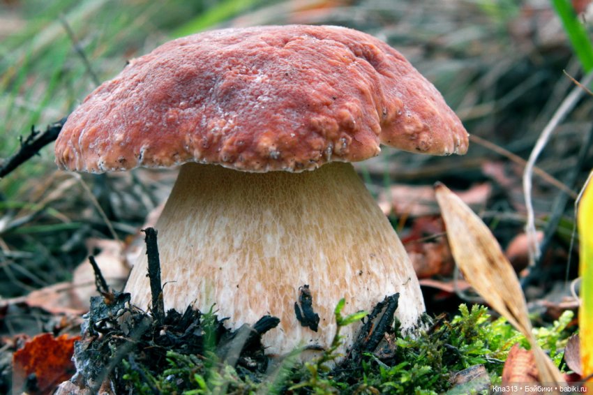 Весёлые грибы. Великие скалы. Тропами гномов (фото 9)