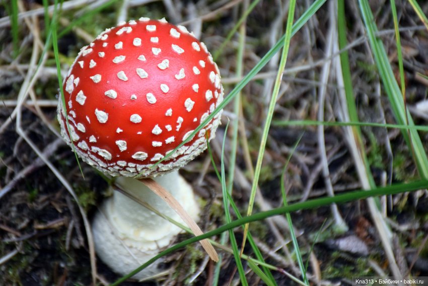 Весёлые грибы. Великие скалы. Тропами гномов (фото 6)