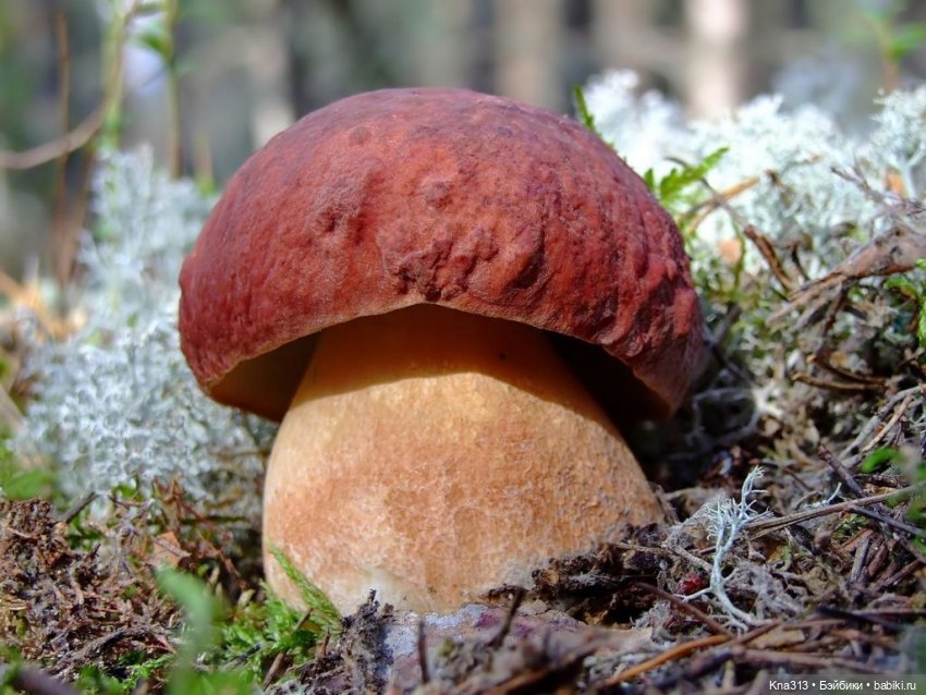 Весёлые грибы. Великие скалы. Тропами гномов
