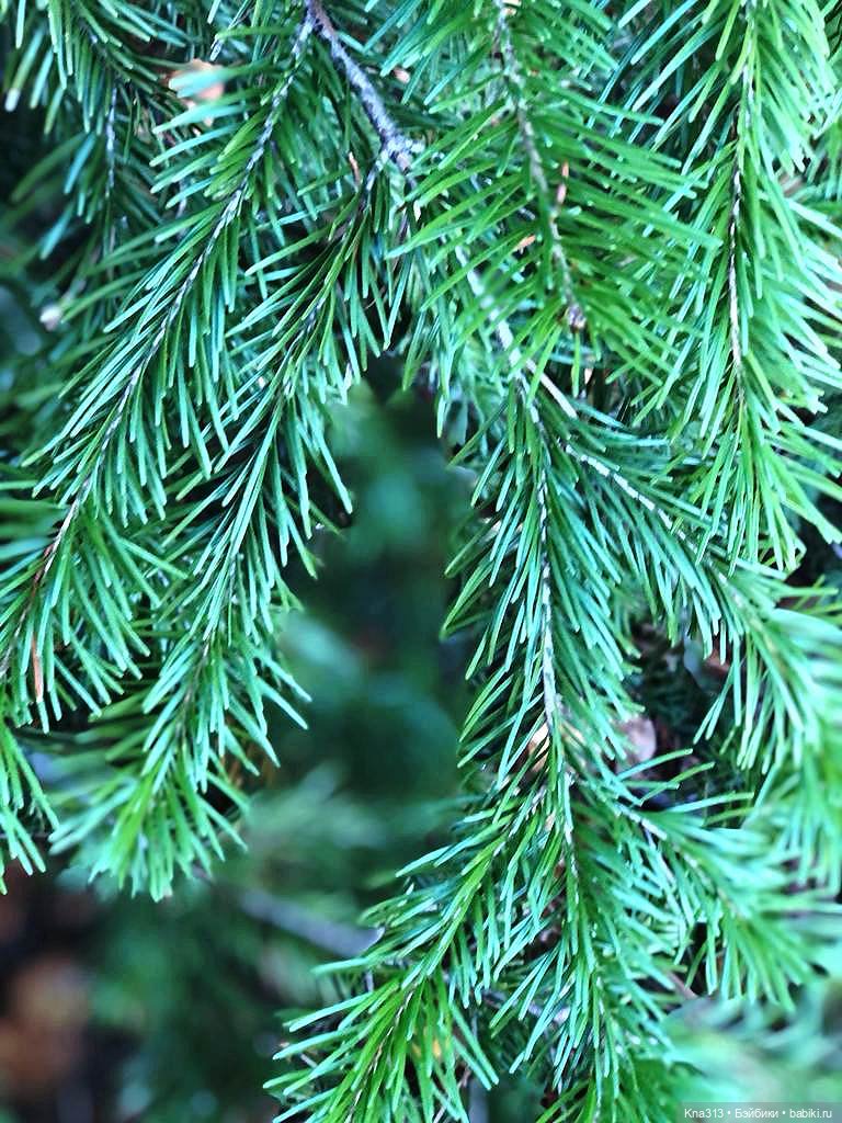 Осенняя радость и потерянные уши