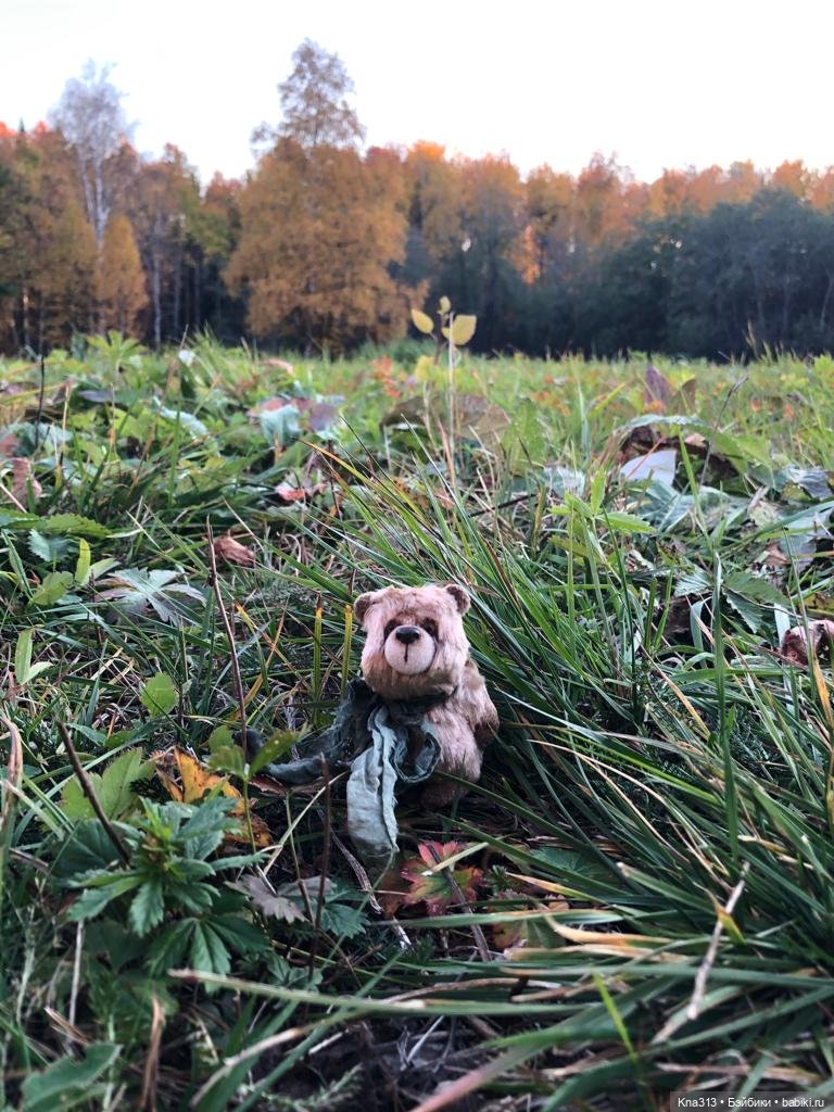 Осенняя радость и потерянные уши