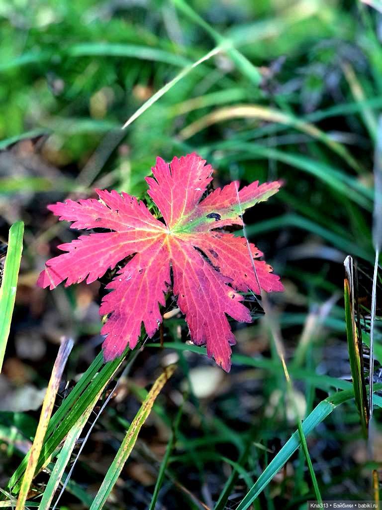 Осенняя радость и потерянные уши (фото 2)