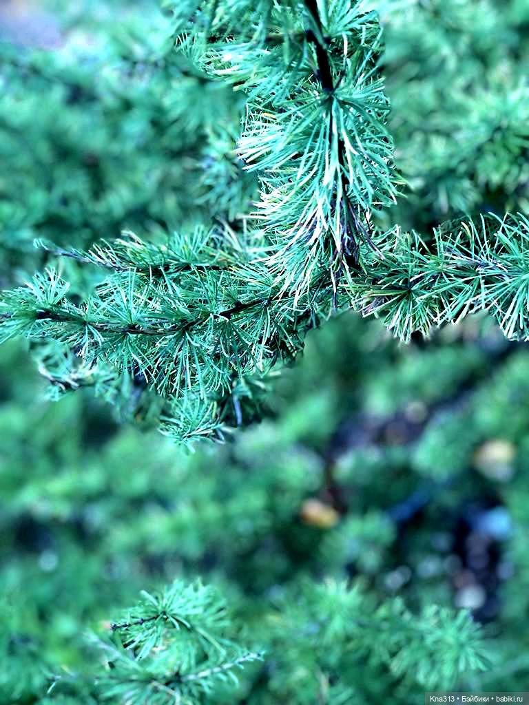 Осенняя радость и потерянные уши