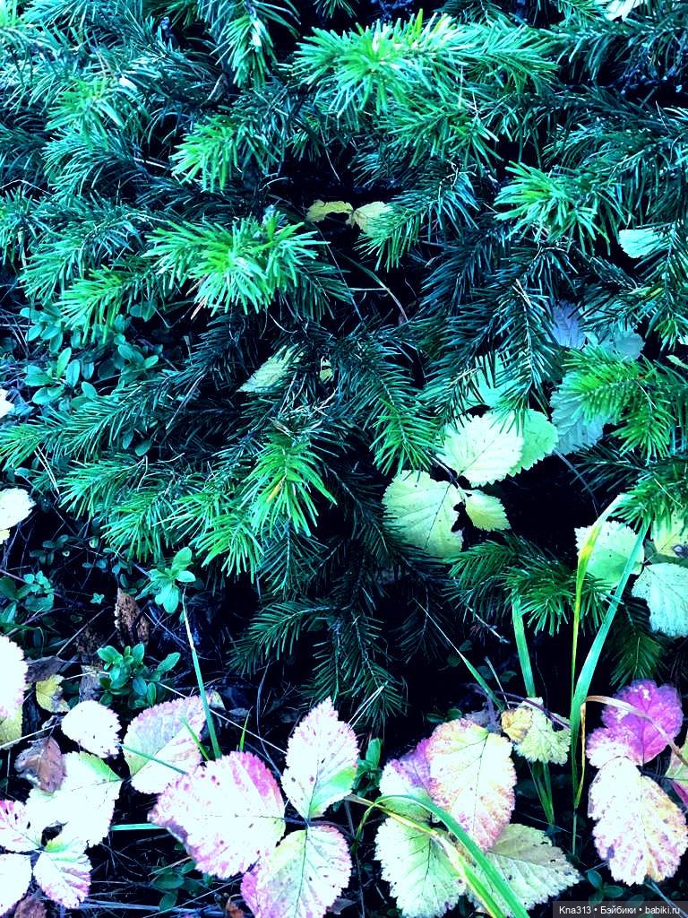 Осенняя радость и потерянные уши