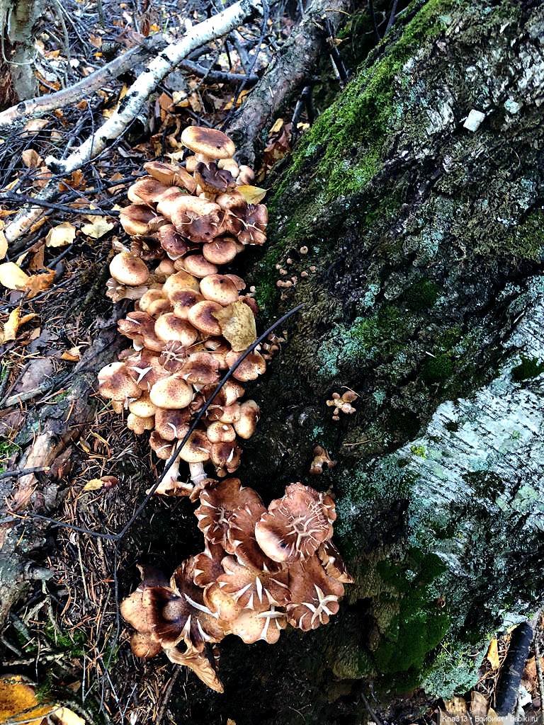 Осенняя радость и потерянные уши (фото 10)