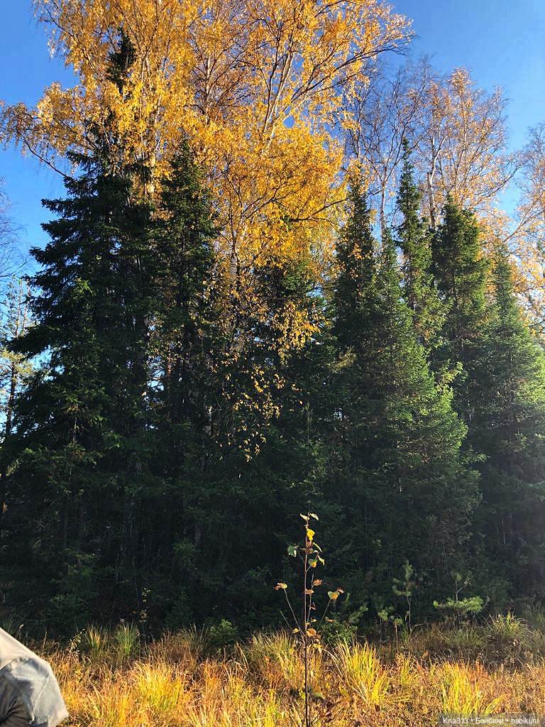 Осенняя радость и потерянные уши