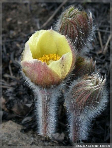 Подснежники — Одежда и обувь для кукол своими руками: фото (фото 3)