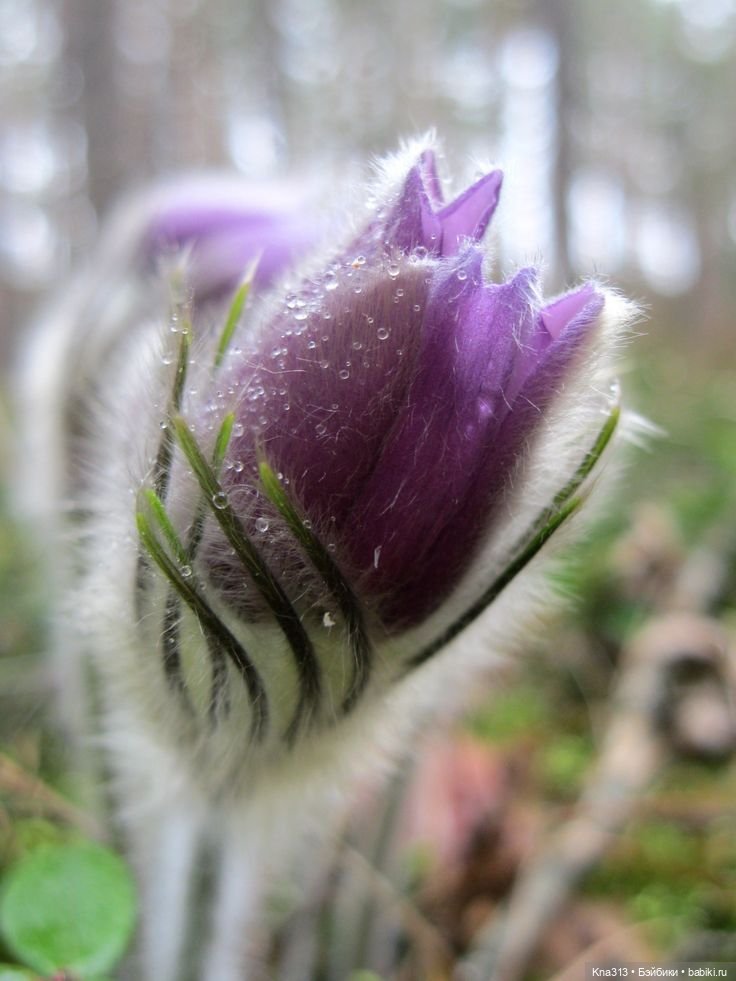Подснежники — Одежда и обувь для кукол своими руками: фото