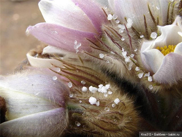 Подснежники — Одежда и обувь для кукол своими руками: фото (фото 2)