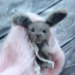 Трогательная Зайка