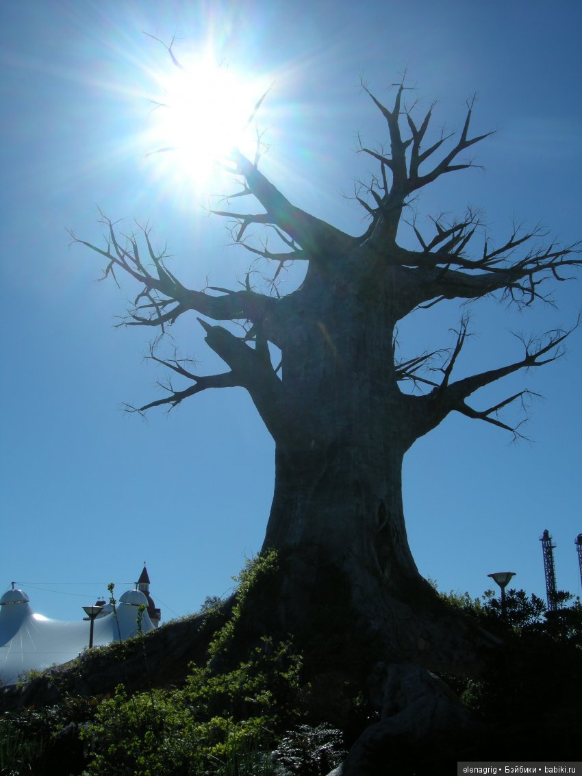 Прогулка по Сочи-парку — Туризм и путешествия: фотоотчеты из поездок