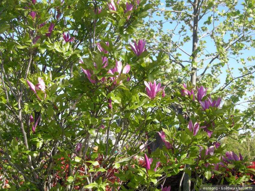 Прогулка по Сочи-парку — Туризм и путешествия: фотоотчеты из поездок