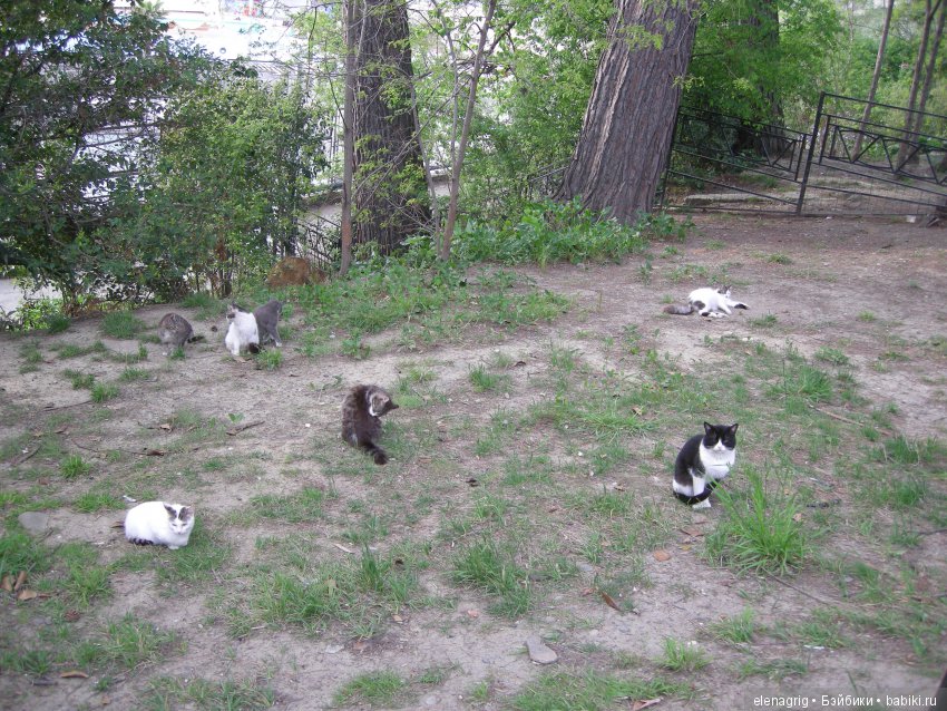 куклы Schildkrot, Шильдкрет