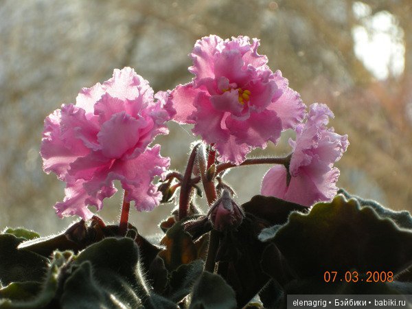 Мои цветы — Красивая природа и цветы: фото пейзажей (фото 2)