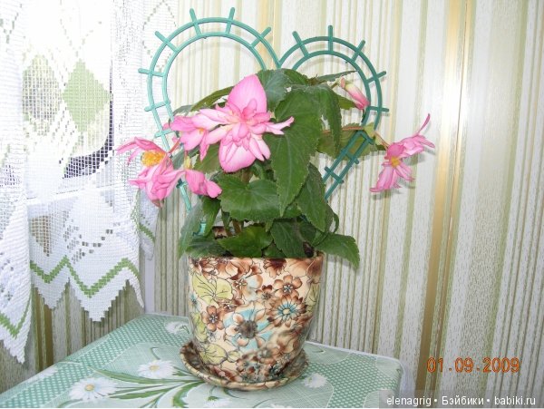 Мои цветы — Красивая природа и цветы: фото пейзажей