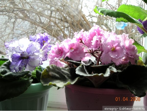 Мои цветы — Красивая природа и цветы: фото пейзажей (фото 9)