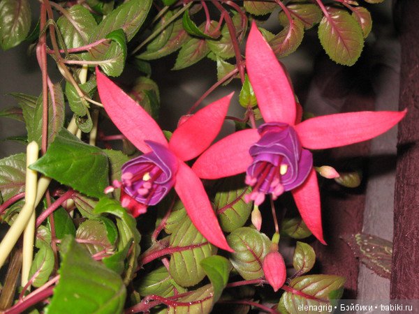 Мои цветы — Красивая природа и цветы: фото пейзажей