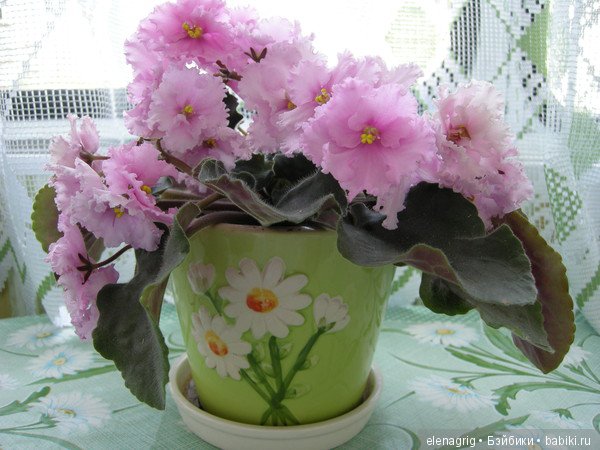 Мои цветы — Красивая природа и цветы: фото пейзажей